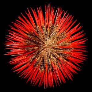 1-Colours-of-Nature-Anoukart-3