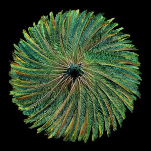 d-Digital-Circle-of-Life-Anoukart-2